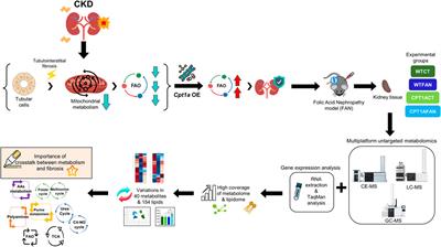 Impact of renal tubular Cpt1a overexpression on the kidney metabolome in the folic acid-induced fibrosis mouse model